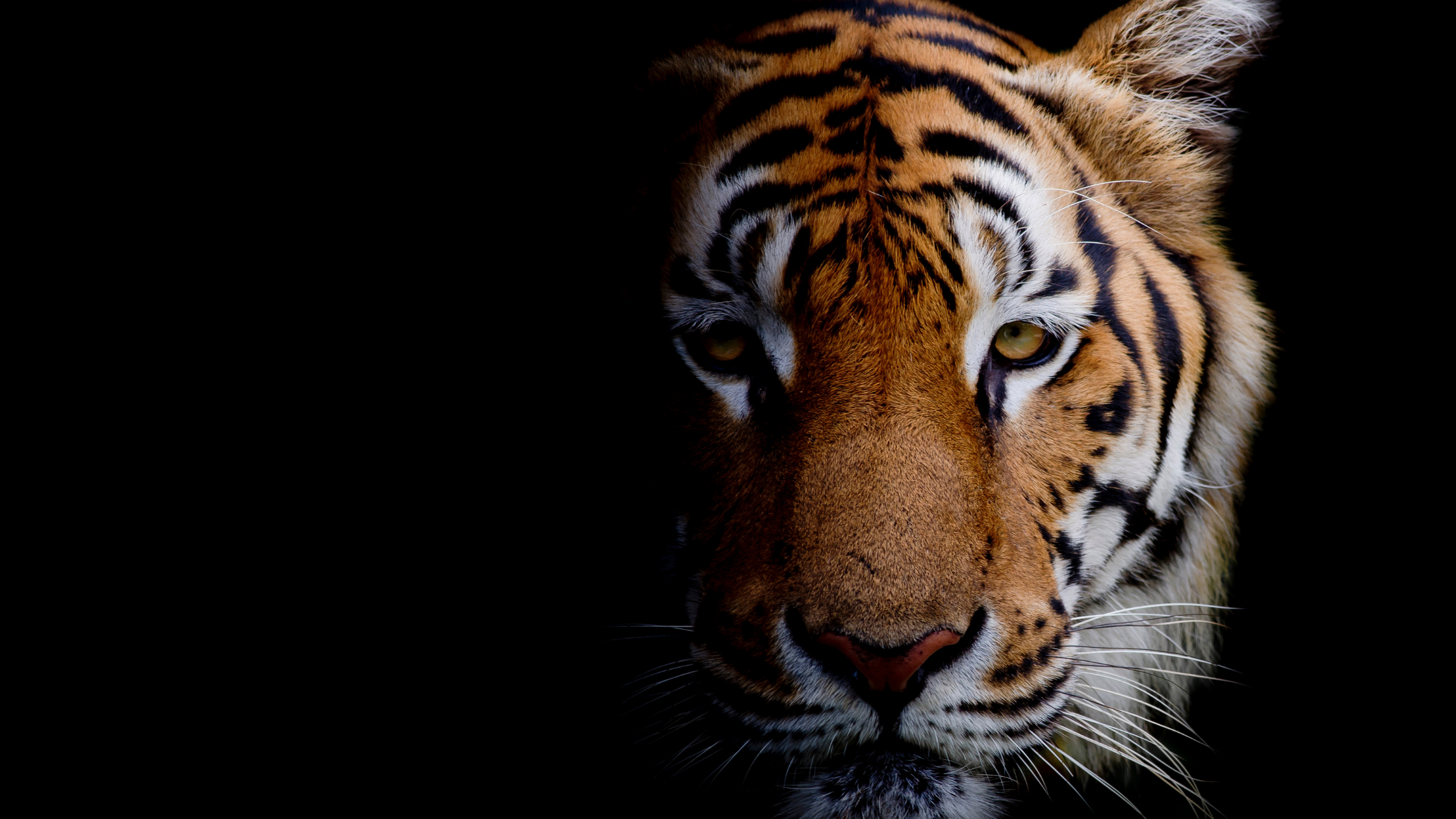 tiger-lessons-for-real-estate-agents